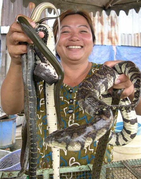 Cũng giống chị Ngon, chị Ngôn ở huyện An Phú – An Giang thường hai tay trần cầm hàng chục con rắn hung giữ để biểu diễn cho khách xem trước khi ngã giá bán.